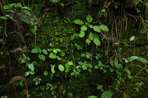 Streptocarpus (syn. Saintpaulia) ionanthus subsp. grotei, a pale purple and a dark purple flowering forms side by side on vertical rock face together with young Calvoa orientalis, Emau Hill, Amani, East Usambara, Tanzania