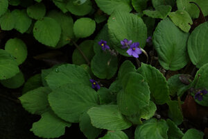 Streptocarpus (syn. Saintpaulia) ionanthus subsp. grotei, dense population covering a vertical cliff and flowering Dracaena laxissima hanging from the top, Emau Hill, Amani, East Usambara, Tanzania