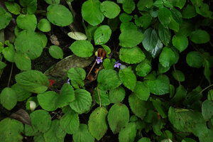 Streptocarpus (syn. Saintpaulia) ionanthus subsp. grotei flowering on vertical cliff, Emau Hill, Amani, East Usambara Mts, Tanzania
