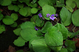 Streptocarpus (syn. Saintpaulia) ionanthus subsp. grotei, flowering plants on vertical cliff, Emau Hill, Amani, East Usambara, Tanzania