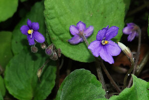 Streptocarpus (syn. Saintpaulia) ionanthus subsp. grotei, flowers, Emau Hill, Amani, East Usambara, Tanzania