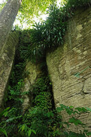 Streptocarpus (syn. Saintpaulia) ionanthus subsp. grotei growing in the shaded sunken surfaces of vertical gneiss cliff with Dracaena fragrans at the top, Emau Hill, Amani, East Usambara, Tanzania
