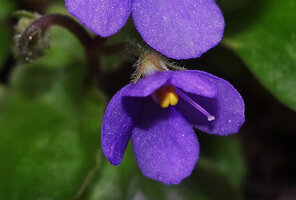 Streptocarpus (syn. Saintpaulia) ionanthus subsp. grotei, hairy sepals and white short flower tube, Emau Hill, Amani, East Usambara, Tanzania