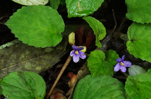 Streptocarpus (syn. Saintpaulia) ionanthus subsp. grotei, leaves and flowers, Emau Hill, Amani, East Usambara Mts, Tanzania