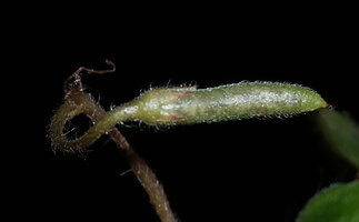 Streptocarpus (syn. Saintpaulia) ionanthus subsp. grotei, maturing cylindrical capsular fruit, Emau Hill, Amani, East Usambara, Tanzania