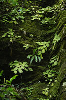 Streptocarpus (syn. Saintpaulia) ionanthus subsp. grotei on moss covered vertical rock, Emau Hill, Amani, East Usambara, Tanzania