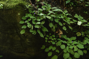 Streptocarpus (syn. Saintpaulia) ionanthus subsp. grotei on mossy gneiss rocks , Emau Hill, Amani, East Usambara, Tanzania