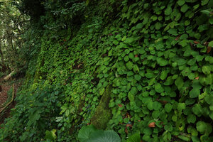 Streptocarpus (syn. Saintpaulia) ionanthus subsp. grotei on vertical rock face, Emau Hill, Amani, East Usambara, Tanzania
