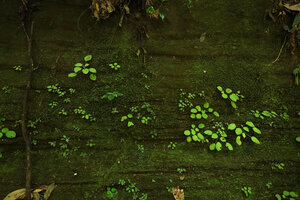 Streptocarpus (syn. Saintpaulia) ionanthus subsp. grotei, seedlings and young plants on mossy vertical cliff, Emau Hill, Amani, East Usambara, Tanzania