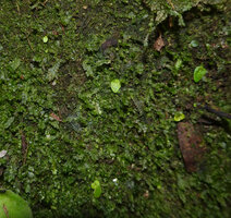 Streptocarpus (syn. Saintpaulia) ionanthus subsp. grotei, tiny anisocotylous seedlings among mosses and hepatics on vertical rock face, Emau Hill, Amani, East Usambara, Tanzania