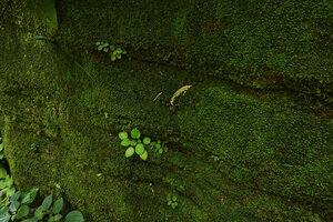 Streptocarpus (syn. Saintpaulia) ionanthus subsp. grotei, young plants in horizontal fissures of a vertical cliff, Emau Hill, Amani, East Usambara, Tanzania