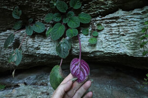 Streptocarpus (syn. Saintpaulia) ionanthus, the form with dark red anthocyanic lower leaf blade, Amboni caves, Tanga, Tanzania