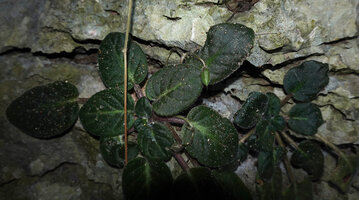 Streptocarpus (syn. Saintpaulia) ionanthus, two brown anthocyanic individuals on a vertical karst, Amboni caves, Tanga, Tanzania