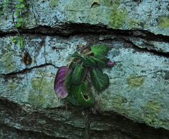 Streptocarpus (syn. Saintpaulia) ionanthus, withering partly uprooted individual on vertical karst, Amboni caves, Tanga, Tanzania