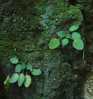 Streptocarpus (syn. Saintpaulia) ionanthus, young individuals and seedlings on vertical karst, Amboni caves, Tanga, Tanzania
