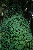 Streptolirion volubile, flowering stems, Doi Inthanon NP, Thailand