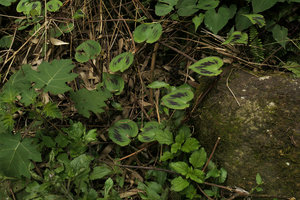 Streptolirion volubile, heart shaped leaves with deep purple spotted lines, Nam Cang, Sapa, Vietnam