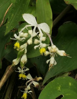 Streptolirion volubile, inflorescence close up, Nam Cang, Sapa, Vietnam