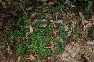Strobilanthes reptans covering a limestone mossy rock, Danum Valley, Sabah, Borneo