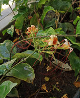 Strophanthus preussii blooming at Le Nouvel, Kuala Lumpur
