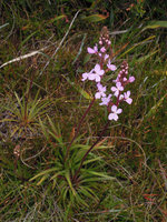 Stylidium graminifolium, Cradle Mountain, Tasmania