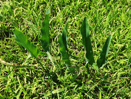 Stylocchaeton natalensis, erect leaf shape similar to Zantedeschia albomaculata but venation is reticulate, Mikumi NP, Tanzania