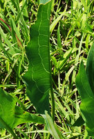 Stylocchaeton natalensis, reticulate venation, Mikumi NP, Tanzania