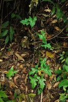Syngonium steyermarkii creeping on the forest floor,  juvenile form with lobate leaves, Mirador Rey Tepepul, Lake Atitlan, Guatemala
