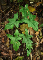 Syngonium steyermarkii,  juvenile form with lobate leaves creeping on forest floor, Mirador Rey Tepepul, Lake Atitlan, Guatemala