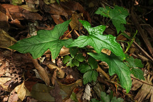 Syngonium steyermarkii,  juvenile form with lobate leaves, Mirador Rey Tepepul, Lake Atitlan, Guatemala