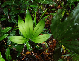 Syngramma quinata, Imbu Rano, Kolombangara, Solomon Islands