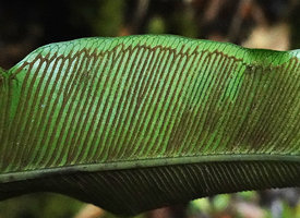 Syngramma quinata, sori along the veins,Imbu Rano, Kolombangara, Solomon Islands