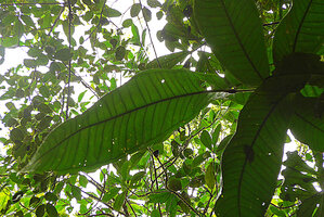 Syzygium amplifolium, huge leaves with prominent submarginal vein, Colo-I-Suva, Viti Levu, Fiji