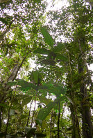 Syzygium amplifolium, monocaulous small trees in forest understory, Colo-I-Suva, Viti Levu, Fiji