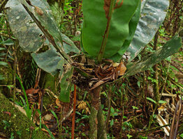 Tapeinosperma megaphyllum, terminal funnel arrangement of the rosetted leaves accumulating dead leaves falling from the canopy trees, Waisali, Vanua Levu, Fiji