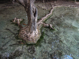 Syzygium formosum with a swollen, lignotber base of the trunk along a stream, Crystal Pool, Krabi, Thailand