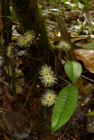 Syzygium gracilipes, a terminal inflorescence just above soil leaf litter, Colo-I-Suva, Viti Levu, Fiji, Aug. 2016