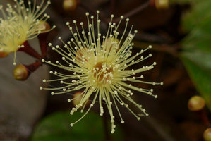 Syzygium gracilipes, flower just above soil leaf litter, Colo-I-Suva, Viti Levu, Fiji, Aug. 2016