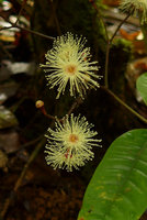 Syzygium gracilipes, some flowers just above soil leaf litter, Colo-I-Suva, Viti Levu, Fiji, Aug. 2016