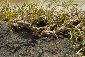 Syzygium mekongense, branched woody base on rock boulders in Mekong river, Pak Chom, Loei, Thailand