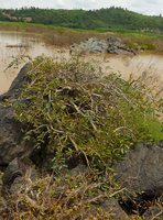 Syzygium mekongense in its rocky rheophytic habitat, Mekong river, Pak Chom, Loei, Thailand