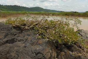 Syzygium mekongense in rocky rheophytic habitat, Mekong river, Pak Chom, Loei, Thailand