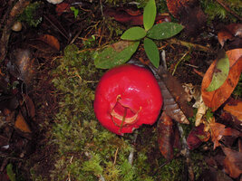 Syzygium sp., fruit, Rondon Ridge, 2000 m asl, Mount Hagen, Papua New Guinea