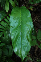 Tacca cf. khanhhoaensis, leaf, Dambri Waterfall, Bao Loc, Vietnam,