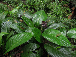 Tacca chantrieri along a forest stream, Xishuangbanna, China