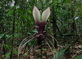 Tacca integrifolia, Bukit Timah, Singapore