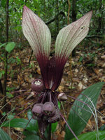 Tacca integrifolia, Bukit Timah, Singapour