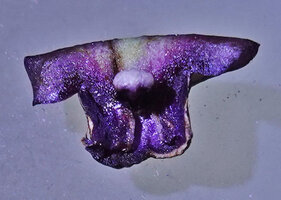 Tacca palmatifida, an epitepalous stamen, the anther being under the helmet shaped whitish connective, Enrekang, South Sulawesi.