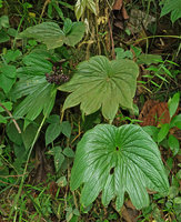 Tacca palmatifida, flowering individual, Enrekang, South Sulawesi