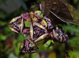 Tacca palmatifida flowers, three outward recurved tepals alternating with three inward recurved curly tepals, Enrekang, South Sulawesi